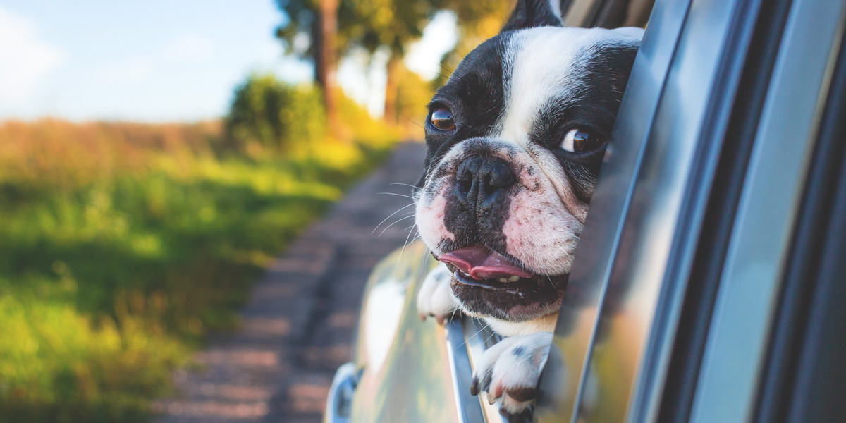How to Travel with Pets Safely